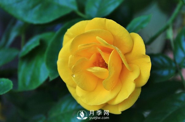 怎樣能使南陽盆栽月季花期長、開大花？(圖1)