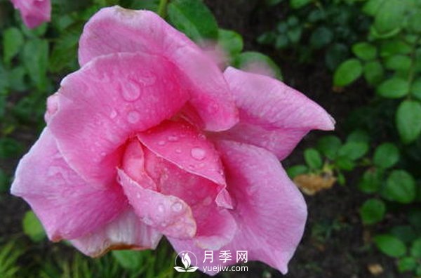 南陽(yáng)月季花想長(zhǎng)得好看，要學(xué)會(huì)的小技巧(圖1)