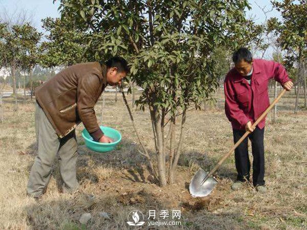 立春了，苗木養(yǎng)護要搞起來(圖1)