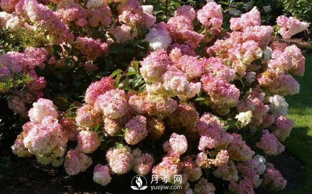 13種耐寒的盆栽花卉，零下20多度可存活，大部分南方也能種(圖14)