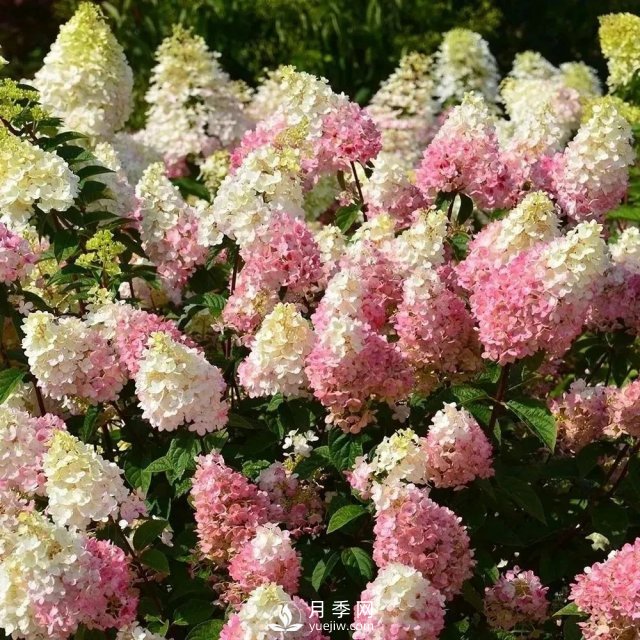 13種耐寒的盆栽花卉，零下20多度可存活，大部分南方也能種(圖16)