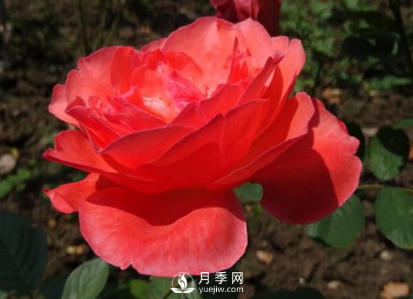 冬季把月季花放在南邊陽臺(tái)好？還是北邊陽臺(tái)好？(圖1)