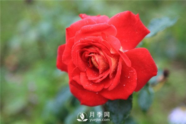 北京紅月季，國月豐花月季推薦(圖2)