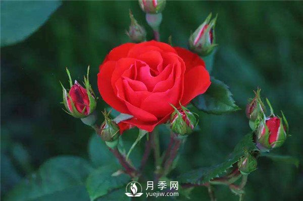 北京紅月季，國月豐花月季推薦(圖1)