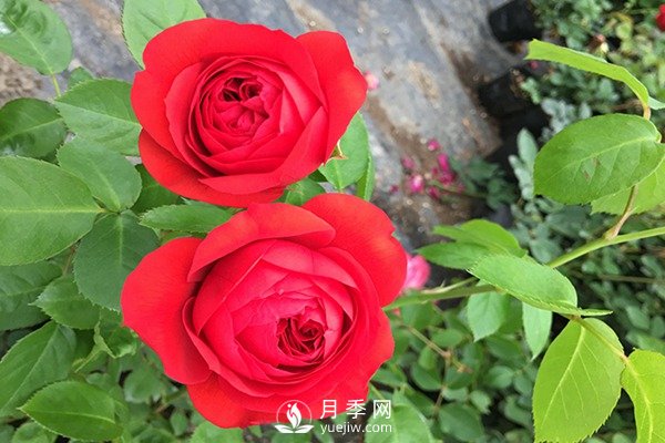 紅蘋果月季推薦(圖1)