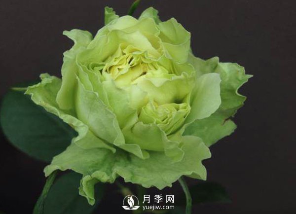 8個標(biāo)準(zhǔn)條件來評估豐花月季的優(yōu)劣（上）(圖1)