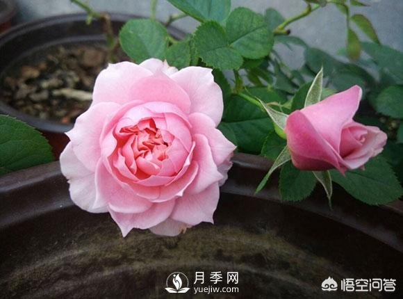 月季是非常好養(yǎng)的植物，想讓它長(zhǎng)得旺盛做好幾方面(圖1)