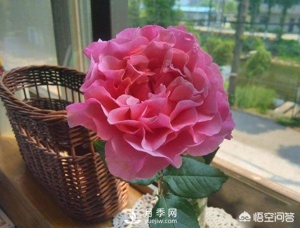 月季是非常好養(yǎng)的植物，想讓它長(zhǎng)得旺盛做好幾方面(圖2)