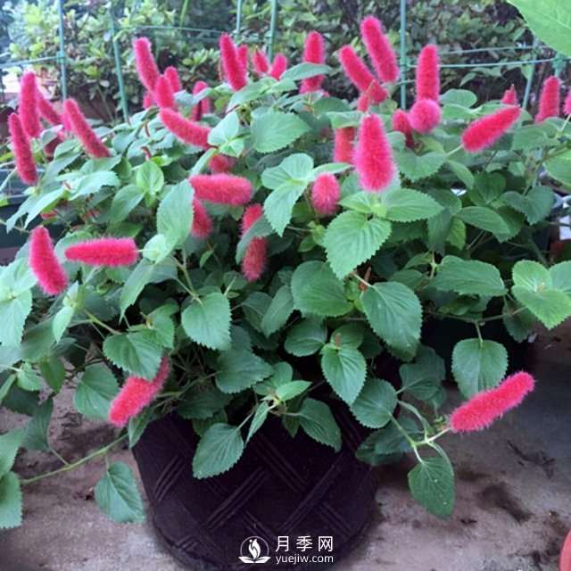 5種小眾網(wǎng)紅花，好看又有特點(diǎn)，值得入手(圖5)