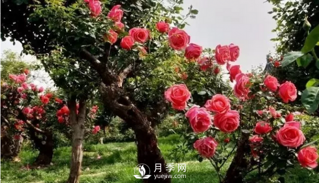 醉美人間四月好 月季花海南陽(yáng)城(圖4)