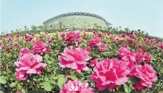 醉美人間四月好 月季花海南陽(yáng)城(圖8)