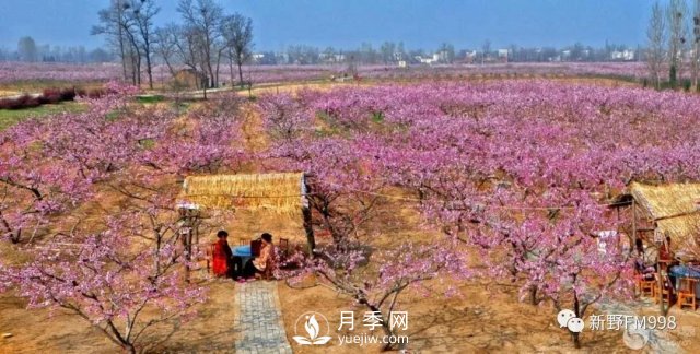 河南·新野第六屆桃花節(jié)郁金香節(jié)暨第三屆紡織服裝博覽會即將開幕(圖3)