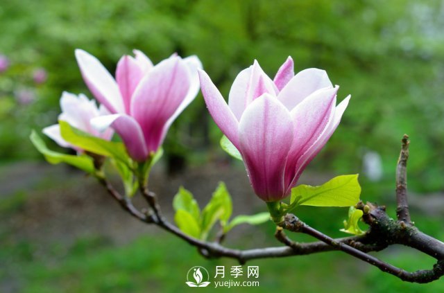 庭院種植玉蘭，解決4個(gè)問(wèn)題香滿庭院(圖2)