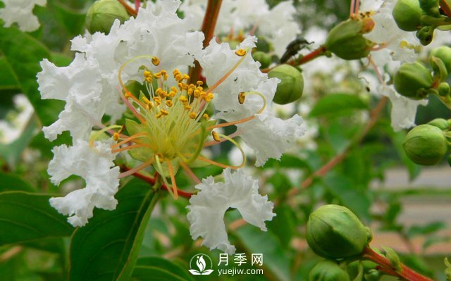 適合養(yǎng)殖在南陽臺上的花卉植物(圖3)