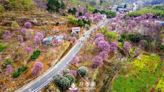 南陽南召：玉蘭飄香溢山鄉(xiāng)(圖2)