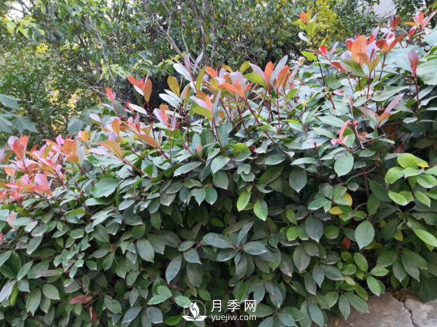 紅葉石楠養(yǎng)護(hù)，防治病蟲害是關(guān)鍵(圖1)