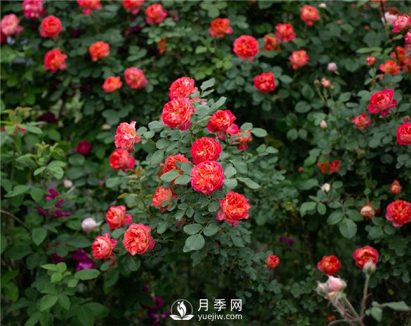 月季網(wǎng)推薦9個(gè)花園藤本月季品種！(圖4)