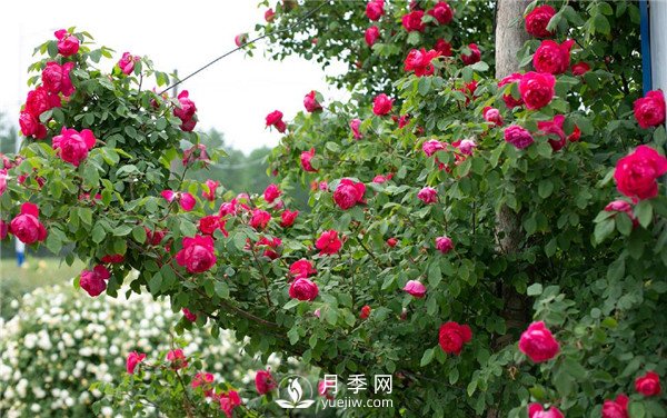 月季網(wǎng)推薦9個(gè)花園藤本月季品種！(圖6)