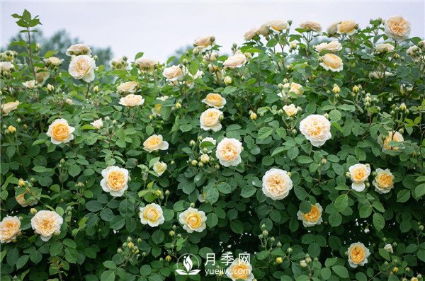 月季網(wǎng)推薦9個(gè)花園藤本月季品種！(圖8)