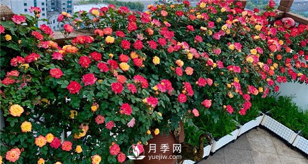 月季網(wǎng)推薦9個(gè)花園藤本月季品種！(圖5)