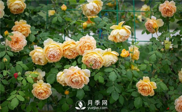 月季網(wǎng)推薦9個(gè)花園藤本月季品種！(圖3)