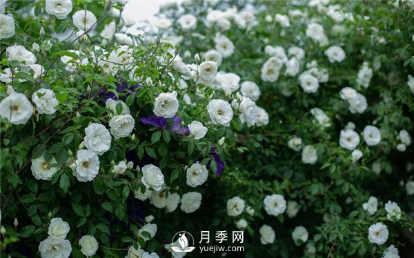 月季網(wǎng)推薦9個(gè)花園藤本月季品種！(圖1)