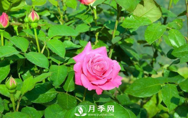 月季美麗高貴 你這樣養(yǎng) 花開不斷(圖2)