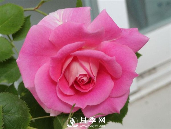 推薦豐花仙境月季，抗旱抗病，開花效果棒(圖1)