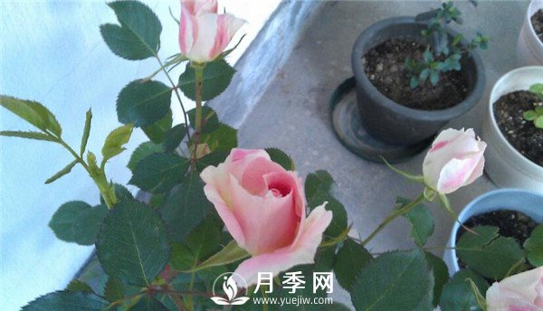 推薦豐花仙境月季，抗旱抗病，開花效果棒(圖4)