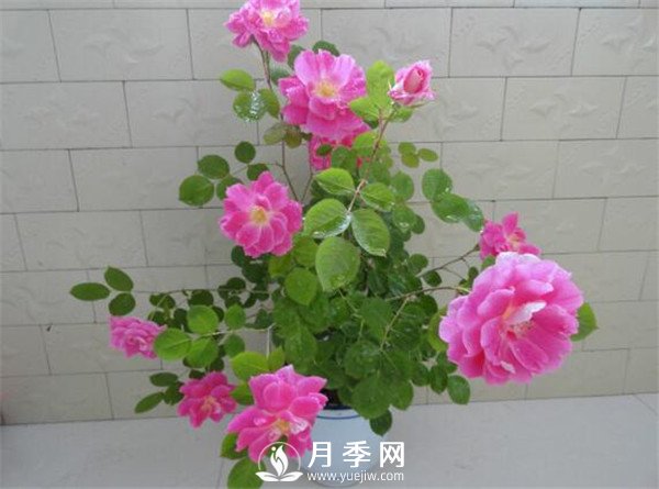 推薦豐花仙境月季，抗旱抗病，開花效果棒(圖2)