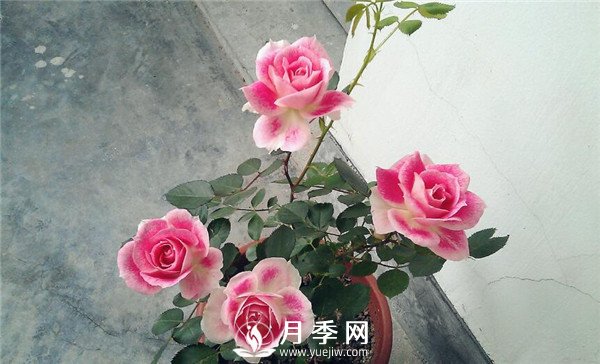 推薦豐花仙境月季，抗旱抗病，開花效果棒(圖3)