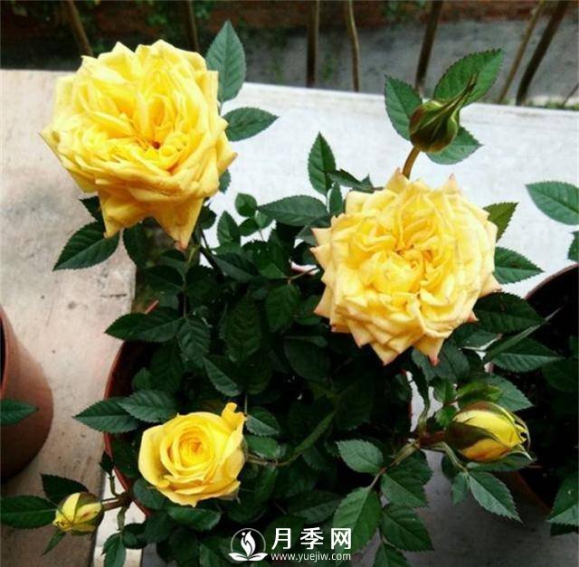 月季謝花后快速復(fù)花的方法(圖1)