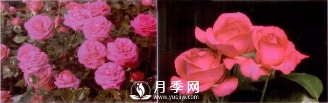 俞紅強(qiáng)團(tuán)隊(duì)自育月季新品種有哪些？(圖2)