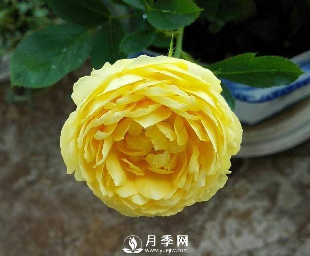 養(yǎng)好月季看“條件”，具備這2個(gè)要求，葉綠開花旺(圖1)