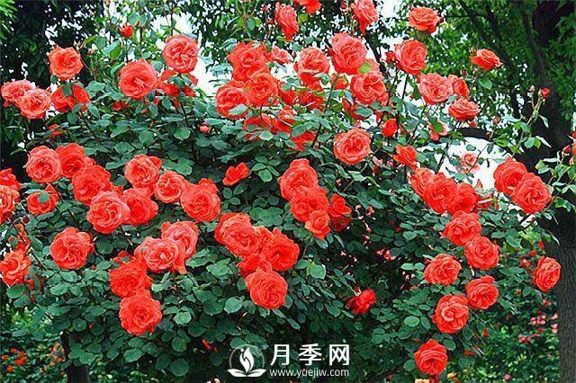 一年四季開花不斷，花墻花柱造型任你塑造(圖5)