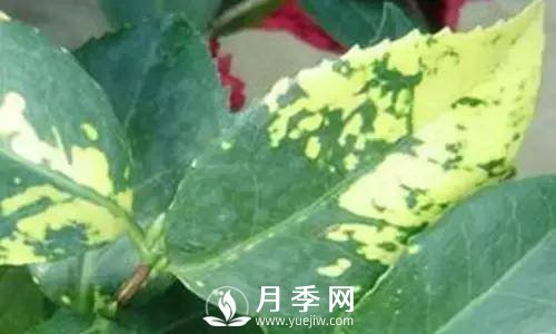 養(yǎng)護好月季花，這些蟲害技巧你要知道(圖7)