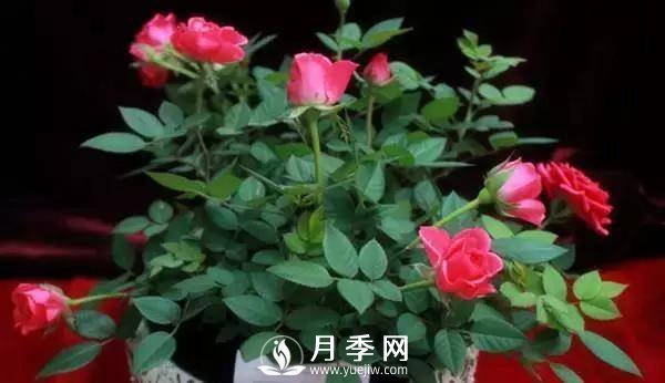 養(yǎng)護好月季花，這些蟲害技巧你要知道(圖6)