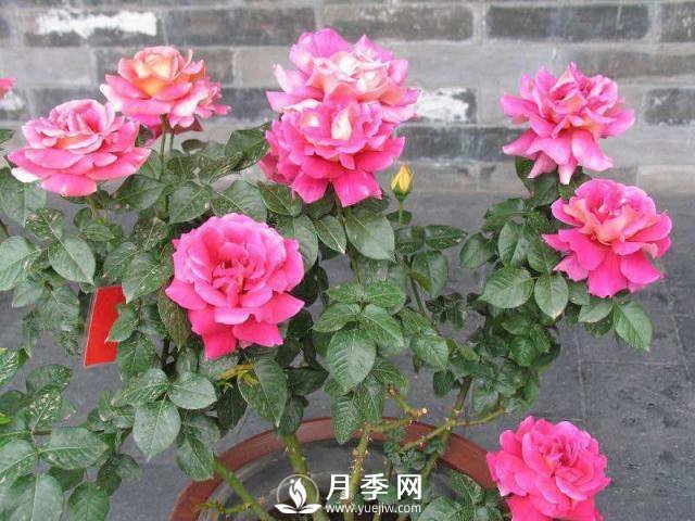 月季花謝以后，簡(jiǎn)單3步操作，20天冒花苞，30天開(kāi)爆盆(圖4)