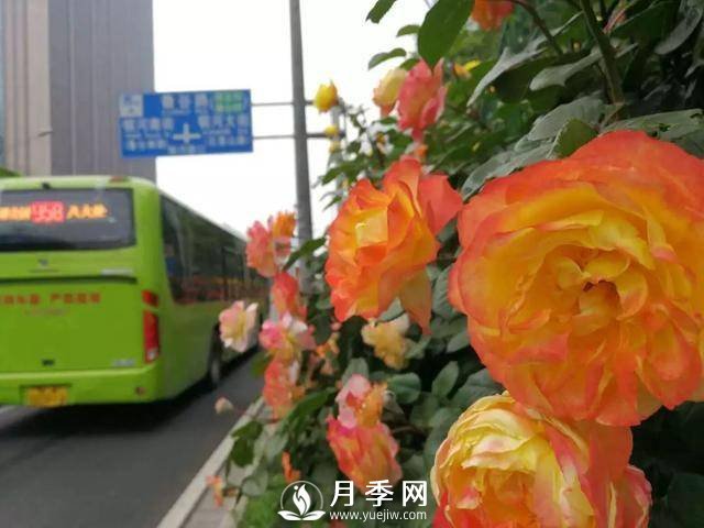 北京石景山 月季花開惹人醉(圖5)