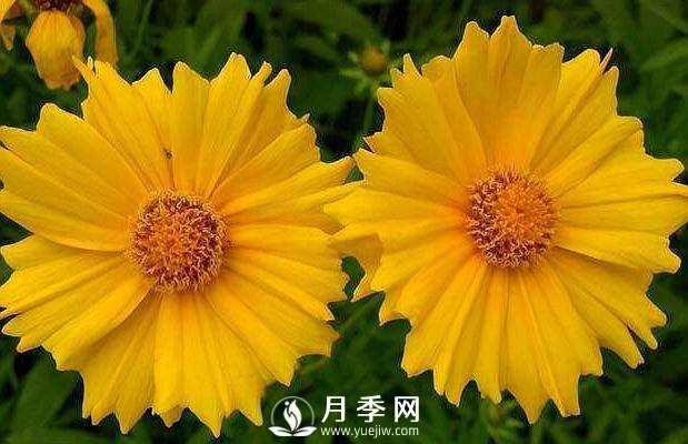 養(yǎng)盆“它”，比皇帝菊好看，比月季好養(yǎng)，花開(kāi)120天。(圖1)