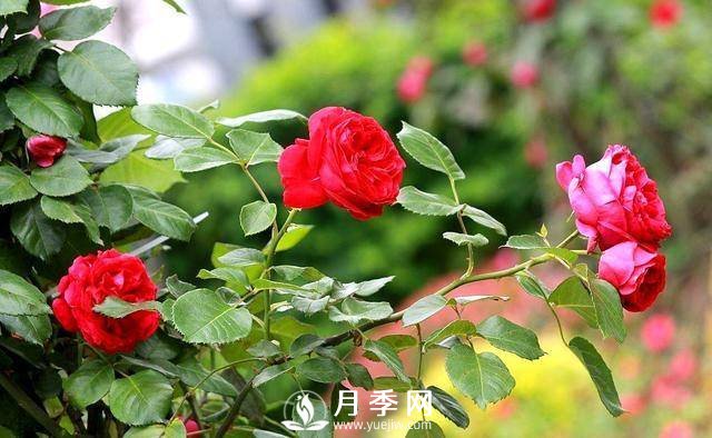 這位大爺太會(huì)養(yǎng)月季 枝多花艷(圖1)