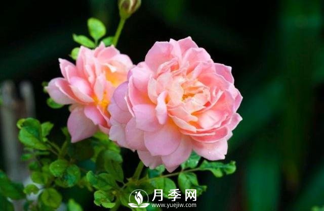 月季花**次修剪什么時候？修剪的目的是什么(圖1)