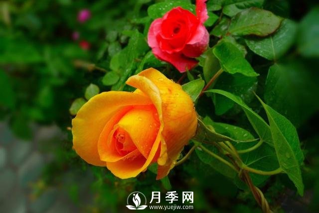 月季花**次修剪什么時候？修剪的目的是什么(圖2)