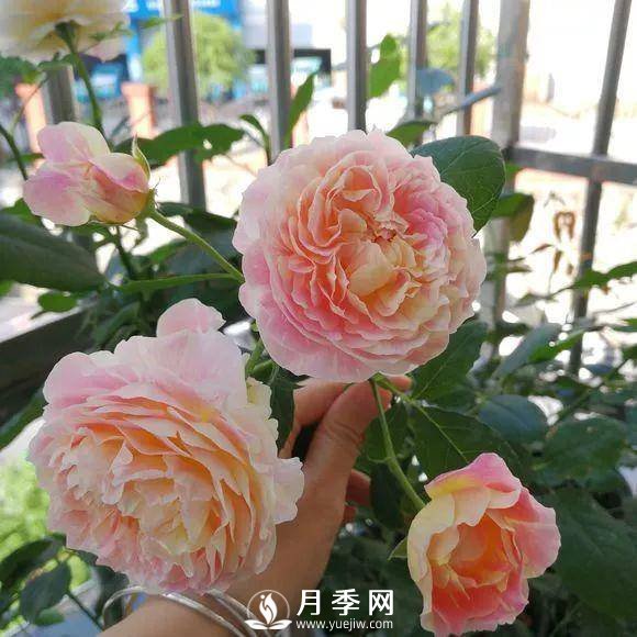 半米防盜窗養(yǎng)藤本月季，養(yǎng)成月季花園(圖9)