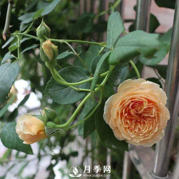 半米防盜窗養(yǎng)藤本月季，養(yǎng)成月季花園(圖4)