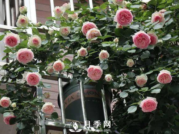 半米防盜窗養(yǎng)藤本月季，養(yǎng)成月季花園(圖2)