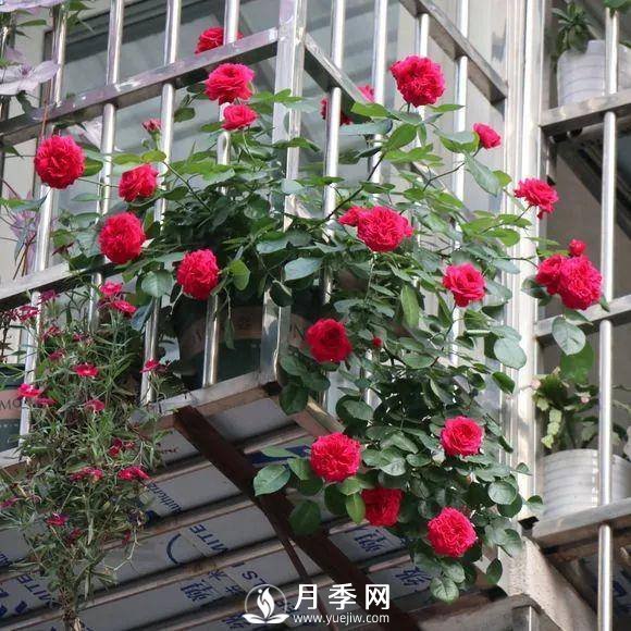 半米防盜窗養(yǎng)藤本月季，養(yǎng)成月季花園(圖11)