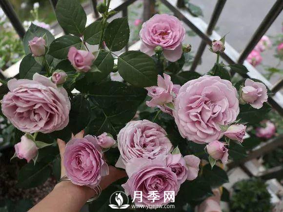 半米防盜窗養(yǎng)藤本月季，養(yǎng)成月季花園(圖6)