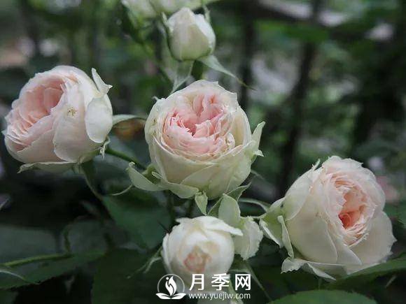 半米防盜窗養(yǎng)藤本月季，養(yǎng)成月季花園(圖7)