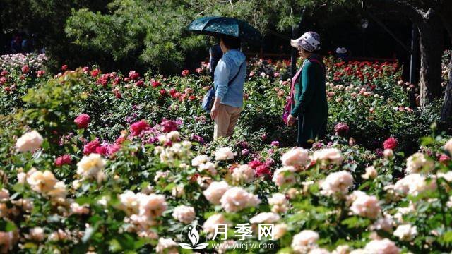 陶然亭公園勝春山房景區(qū)月季開放正當(dāng)時(shí)(圖2)